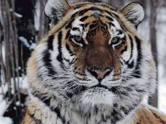 Tiger kills man in Battagram mountainous