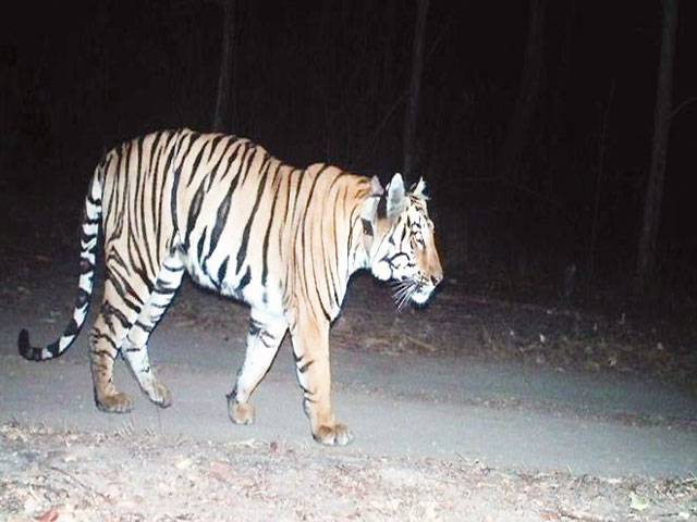 India tiger on ‘longest walk ever’ for mate and prey