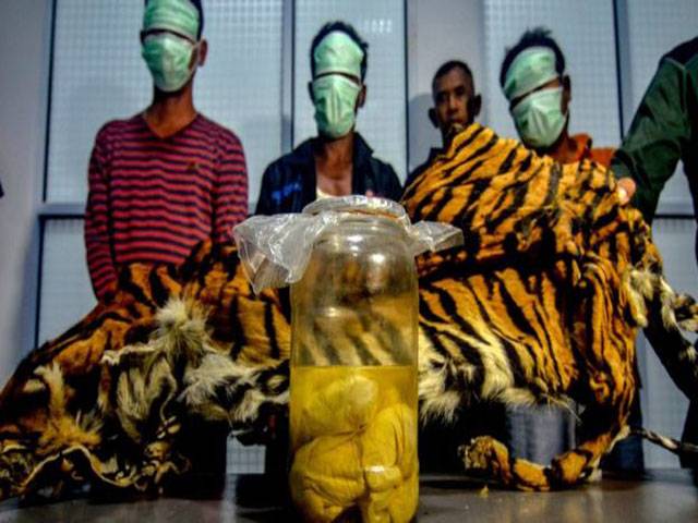 Four tiger foetuses found in Indonesian ‘poacher’ arrests