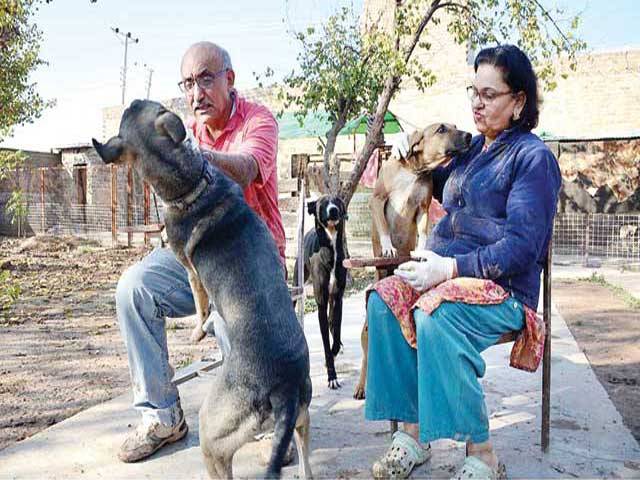Country’s first stray dogs sanctuary established in Peshawar