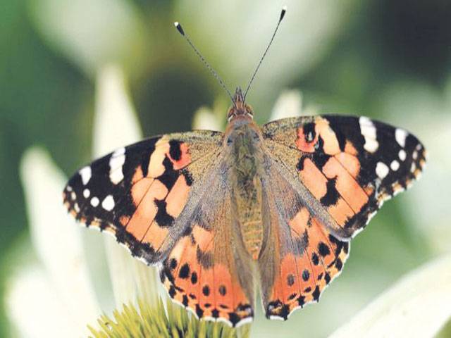 Migrant species do well in warm and wet UK in 2019