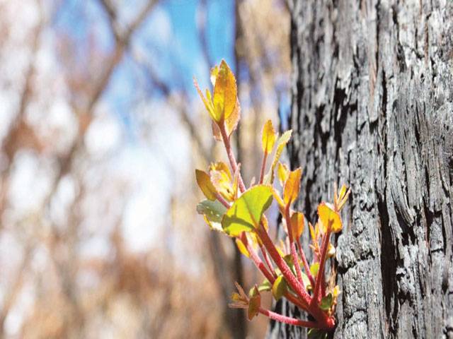 Plants grow in ashes of Australian fires