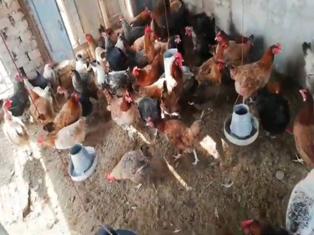 Shortage of ‘desi-poultry’ in South Punjab