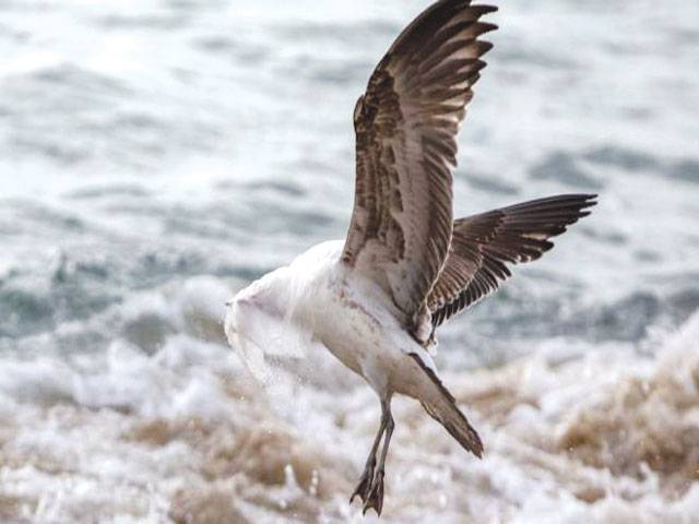 Plastic pollution: ‘Hidden’ chemicals build up in seabirds
