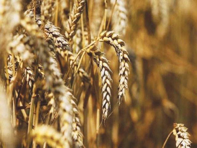 PML-N demands access to report on persons responsible for wheat-shortage