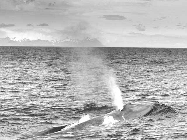‘Astonishing’ blue whale numbers at South Georgia