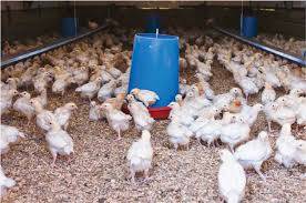 Poultry industry seeks policy rate cut to lower production cost