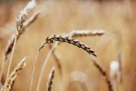 Rs35 per 40 kg hike in minimum support price of wheat recommended