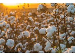 Growers advised to start cotton cultivation after mid April