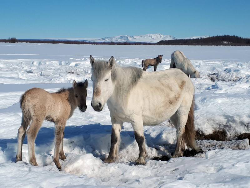 Horses can save the permafrost, here’s how!