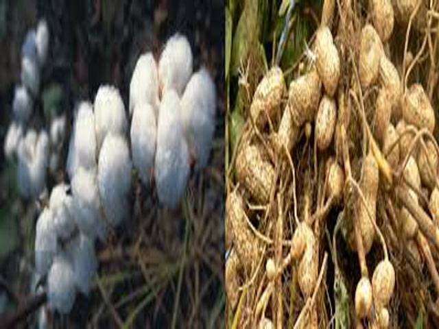 Growers advised to start cultivation of peanut,cotton