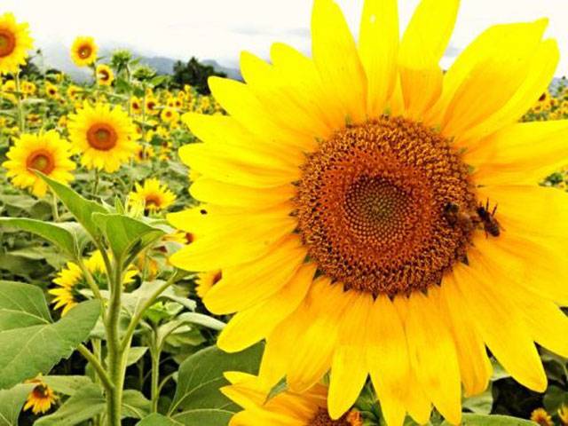 Farmers advised to irrigate spring sunflower as per guidelines