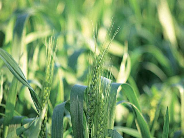 Rs 56.6b package approved to boost agriculture