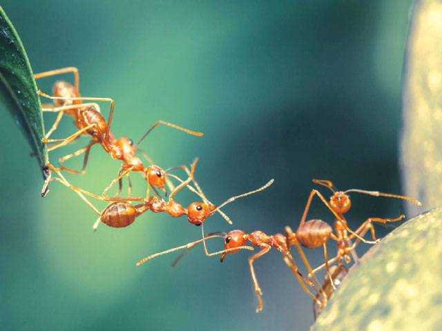 Ants harness their “Collective Brainpower” to navigate obstacles