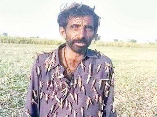 Locust attack to severely affect cotton production in Punjab, Balochistan