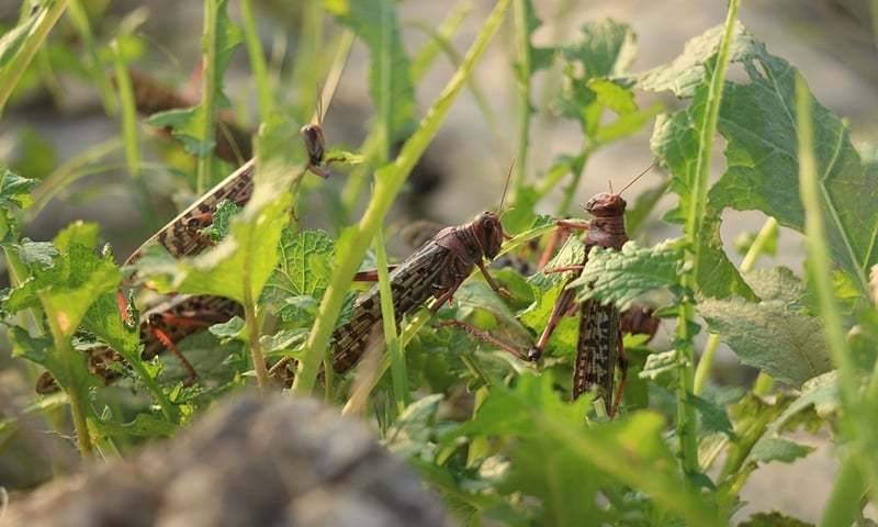 Nearly 60 districts under attack from locusts in Pakistan: NDMA