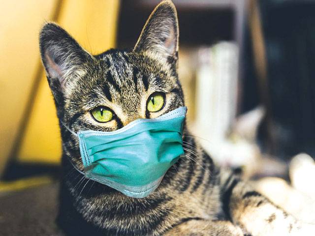 Cats can spread COVID-19 infection to other cats