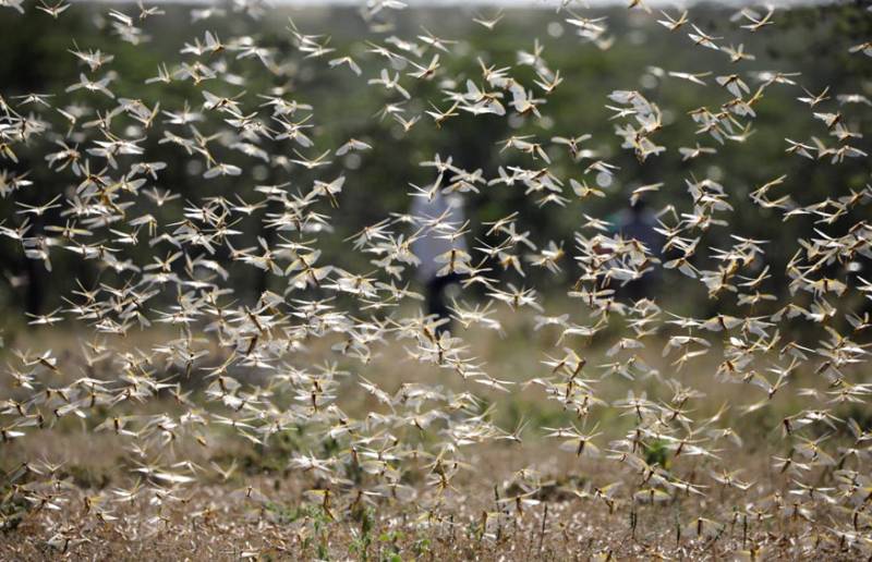 Govt urged to save rice, cotton crops from locust attack