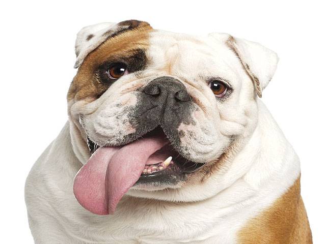 Flat-faced dogs are twice as likely to get heat stroke