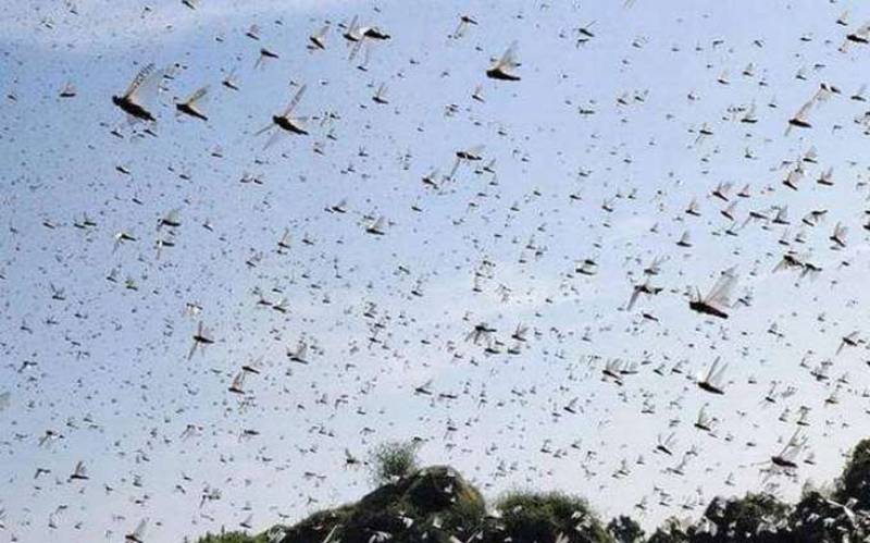 Anti-locust operation completed over 2.24 million acres: NLCC