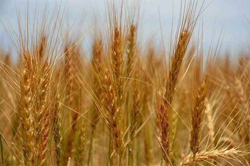 ‘Wheat to be released to functional mills only’