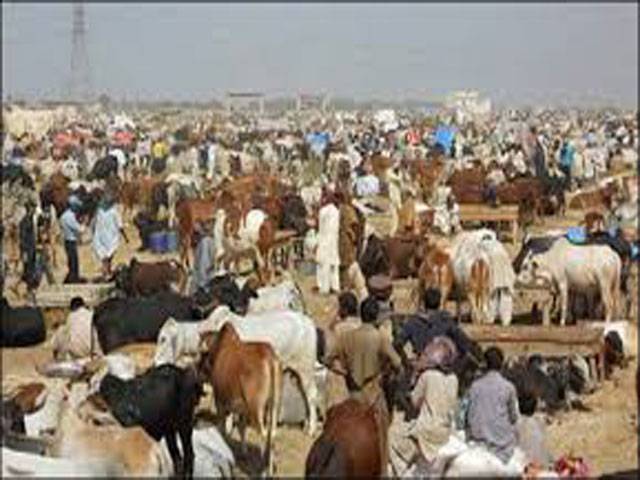 8 places allocated for cattle markets in Rawalpindi