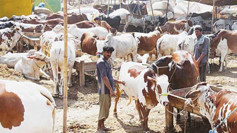 Centre orders crackdown against illegal cattle markets