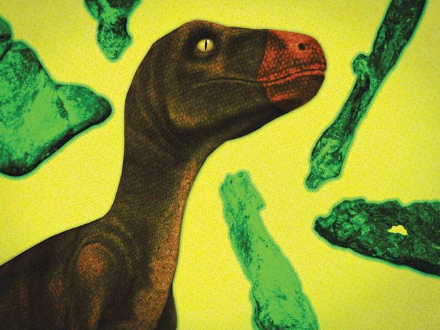 New evidence on dinosaur evolution