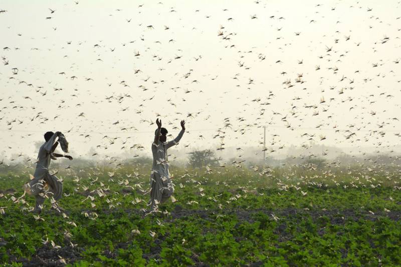 No Locust in Punjab and KP, exists in one each district of Balochistan, Sindh