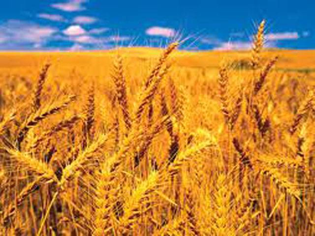 Imported wheat to reach country by next week