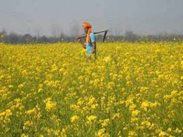Experts for starting canola cultivation
