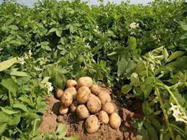 Potato cultivation to be started immediately: Experts