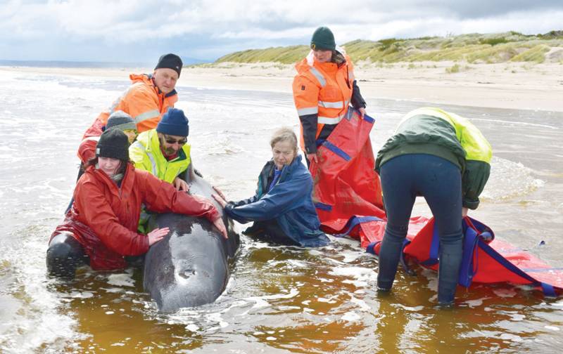 Whale saved from grim Australia mass stranding