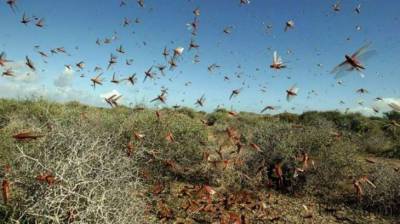 NLCC surveys 176,161 hectares of land under anti-locust operation