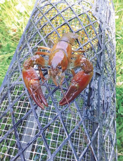 Crayfish ‘trapping’ fails to control invasive species, study finds