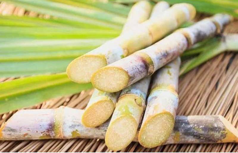 Sugarcane crushing season in South Punjab will start from Nov 10: CM