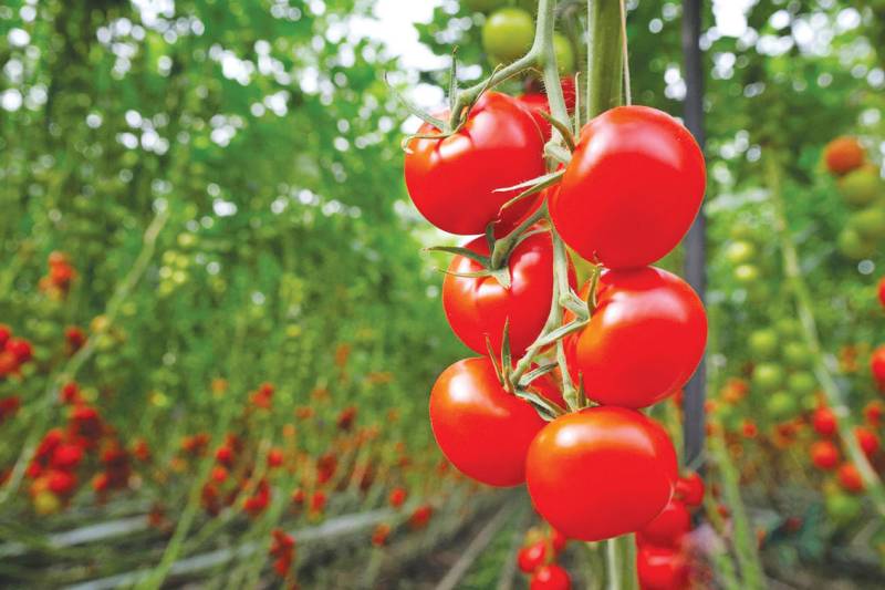 Researchers graft tomato plants with epigenetically-modified rootstock