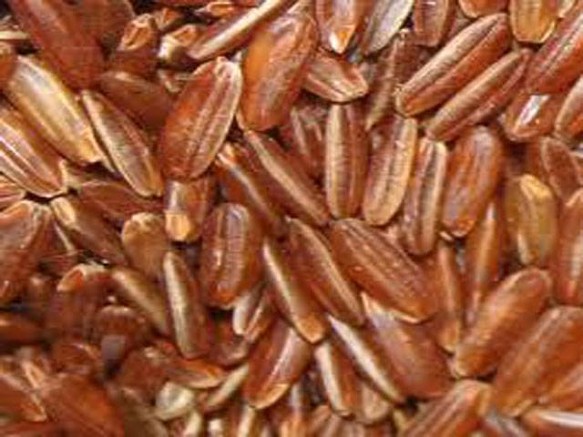Chinese brown rice useful for growing, processing chain in Pakistan