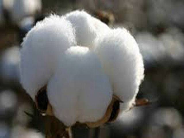 Cotton Crop Assessment Committee to meet next week