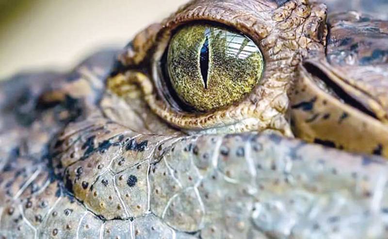 Scientists identify 16-foot crocodile nicknamed ‘swamp king’