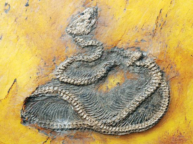 World’s oldest python’s fossils found; origin lies in Europe