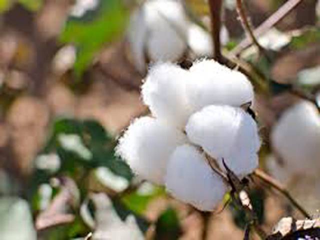 Govt could import Indian cotton to overcome its shortage in country