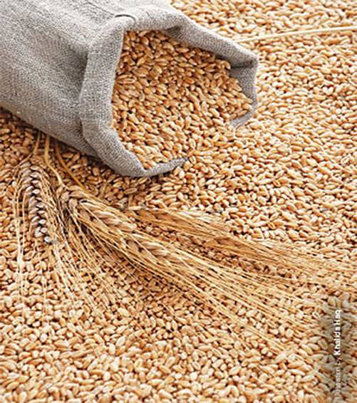 Govt fears wheat shortage in next season, plans import