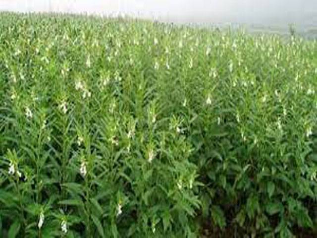 Farmers advised to start sesame cultivation in June