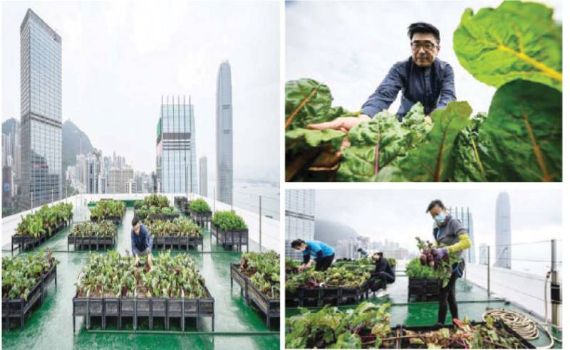 Hong Kong’s urban farms sprout gardens in the sky