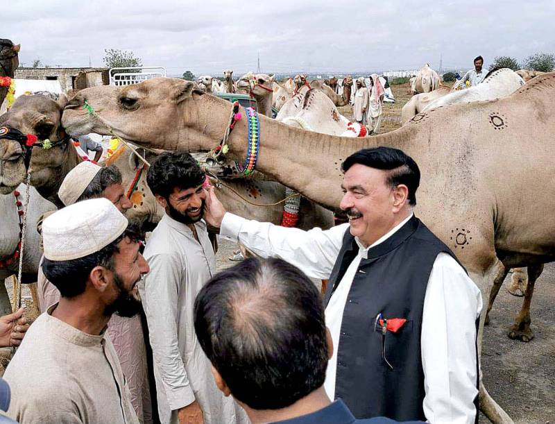 Sh Rashid visits market, buys three camels for Rs560,000