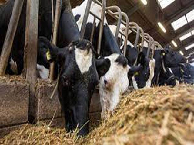 Livestock farmers seek participation in Dubai Expo as official delegates