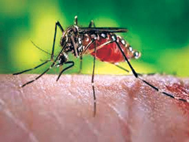 Rawalpindi registers around 2,000 dengue cases annually since 2012