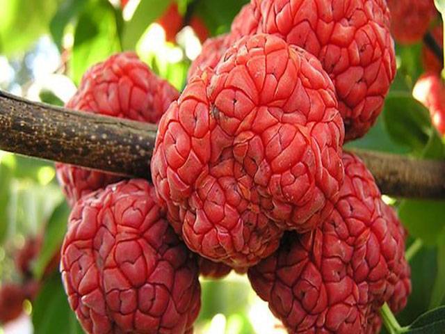 Chinese hybrid mulberry plants to be introduced in Pakistan