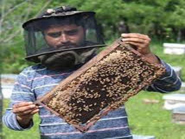 Govt to train 3,000 beekeepers under PM’s Apiculture Up-scaling Programme